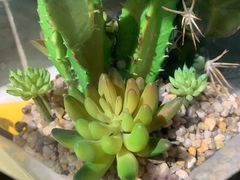 -無牌小范·香港明星美食