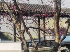 -秋霞圃