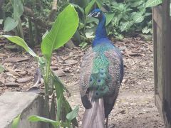 -瑞丽独树成林风景区