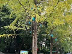 -成都市活水公园