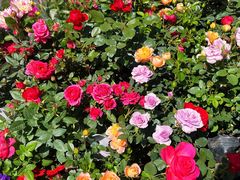 -金陵花卉交易市场