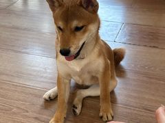 -有猫主题·治愈系猫咖(曾厝垵店)