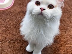 -萌兽医馆·眼科·异宠专科(三里屯店)