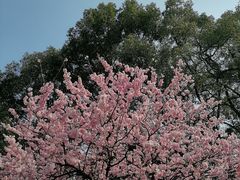 -南山植物园