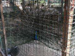 -意大利农场度假村