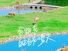 -南海子公园