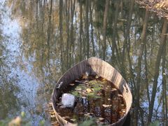 -合肥滨湖国家森林公园