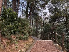 -铁山坪森林公园