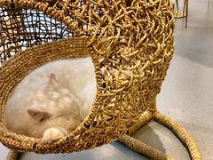 -飞行喵MR PILOT|猫舍·猫咖(静安大融城店)