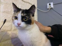 -平行世界·猫咖(首经贸店)