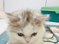 -1013 PET SHOP精品宠物商店(丁香店)