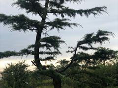 -江南天池
