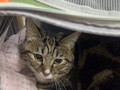 -瑞派宠物医院·24h·骨外科·皮肤科·全科宠物医疗转诊中心(沈阳浑南院)