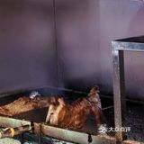 夏天的夜里吃着碳烤羊腿、喝着冰镇饮料美滋滋哇