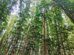 -渡海小渔村.老辈日照菜