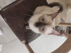 -Heymao猫咖.咖啡厅(东门店)