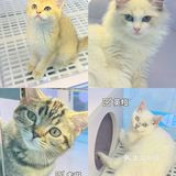 广州靠谱猫舍🐱新手铲屎官选猫必看✔️