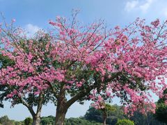 -东莞植物园