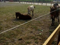 -红栌温泉山庄生态美食餐厅