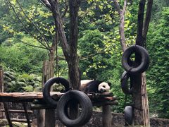 -都江堰中华大熊猫苑