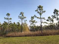 -春花秋色城市公园