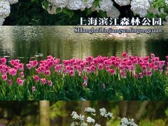 -上海滨江森林公园