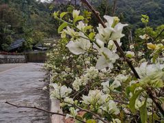 -东莞观音山旅游风景区