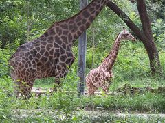 -北京野生动物园