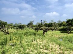 -鹤之洲湿地公园