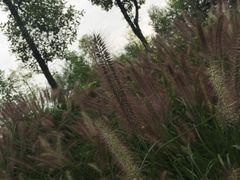 -眉山湿地公园(东坡区)