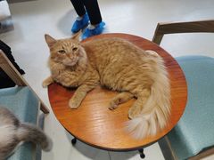 -藏猫猫咖啡主题馆(中央大道店)