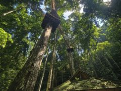 -西双版纳原始森林公园