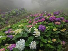 -鼓岭旅游度假区