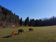 -武陵山森林公园