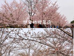 -顾村公园