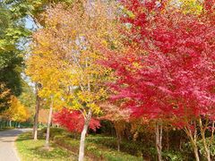 -昆山城市生态森林公园