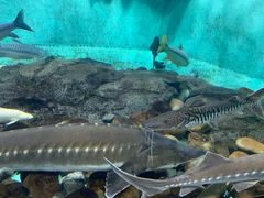 -太平洋海底世界