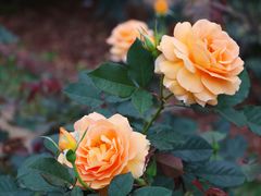 -人民公园(罗湖区)