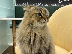-安格丽娜·狗咖·猫咖羊驼咖(春熙路百盛商场店)