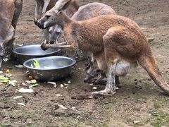 -西安秦岭野生动物园