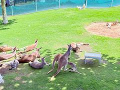 -西霞口神雕山野生动物世界