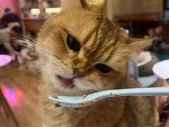 -滚猫咖啡·猫咖·猫友好撸猫(未来城店)