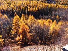 -塞罕坝国家级自然保护区