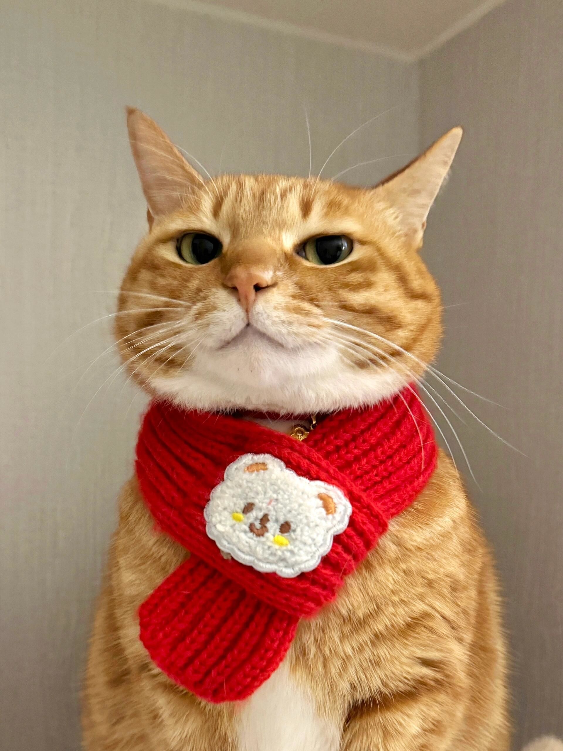 谁懂啊,这种拽拽的小猫咪,我真的超爱!😍