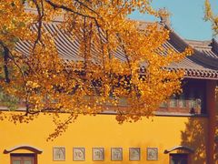 -灵谷景区