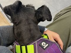 -伟伟宠物医院·CT影像中心·瑞派犬猫综合性门诊(汉口总院)