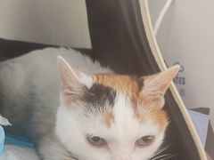 -爱妮康宠物医院·干细胞免疫细胞·肿瘤·心脏(张江店)