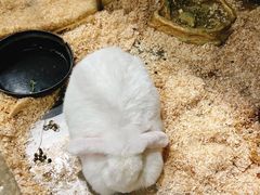 -上海大自然野生昆虫馆(东方明珠·爬宠昆虫探索中心)