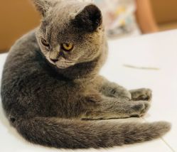 -Moni星球萌宠·小马宝莉·灵蛇·高端高阶全萌宠互动体验俱乐部(红豆国际广场店)