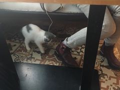 -共舞时光猫咖·狗咖(新街口店)
